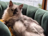 Chat Maine Coon mâle blue smoke LOOF de 3 ans à vendre