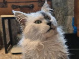 Chat Maine Coon mâle blue smoke LOOF de 3 ans à vendre
