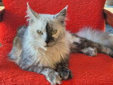 Chat Maine Coon mâle blue smoke LOOF de 3 ans à vendre