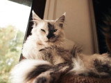 Chat Maine Coon mâle blue smoke LOOF de 3 ans à vendre