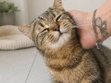 Mamounette, chatte de 8 ans à adopter en association