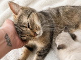 Mamounette, chatte de 8 ans à adopter en association