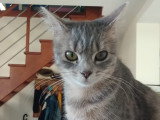 Anaïs, chatte de 9 mois à adopter en association