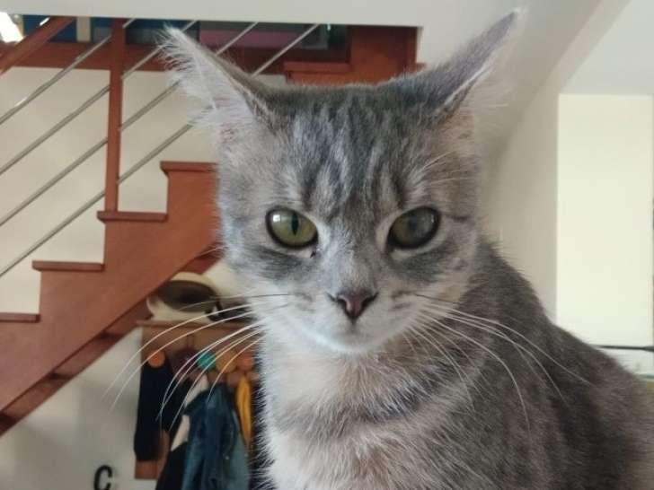 Anaïs, chatte de 9 mois à adopter en association