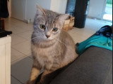 Anaïs, chatte de 9 mois à adopter en association