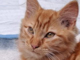 Mayo, joli chaton de 5 mois à adopter en association