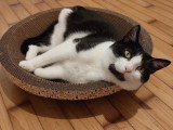 Myko, mignon petit chat de 2 ans à adopter en association