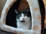 Myko, mignon petit chat de 2 ans à adopter en association
