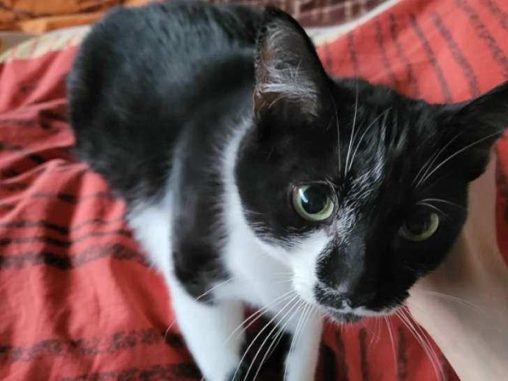 Adenine, petite chatte de 4 ans à adopter en association