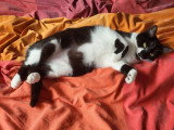 Adenine, petite chatte de 4 ans à adopter en association