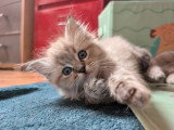 4 chatons Ragdoll d'avril 2026 LOOF à réserver