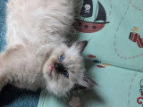 4 chatons Ragdoll d'avril 2026 LOOF à réserver