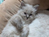 4 chatons Ragdoll d'avril 2026 LOOF à réserver