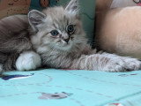 4 chatons Ragdoll d'avril 2026 LOOF à réserver