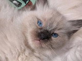 4 chatons Ragdoll d'avril 2026 LOOF à réserver