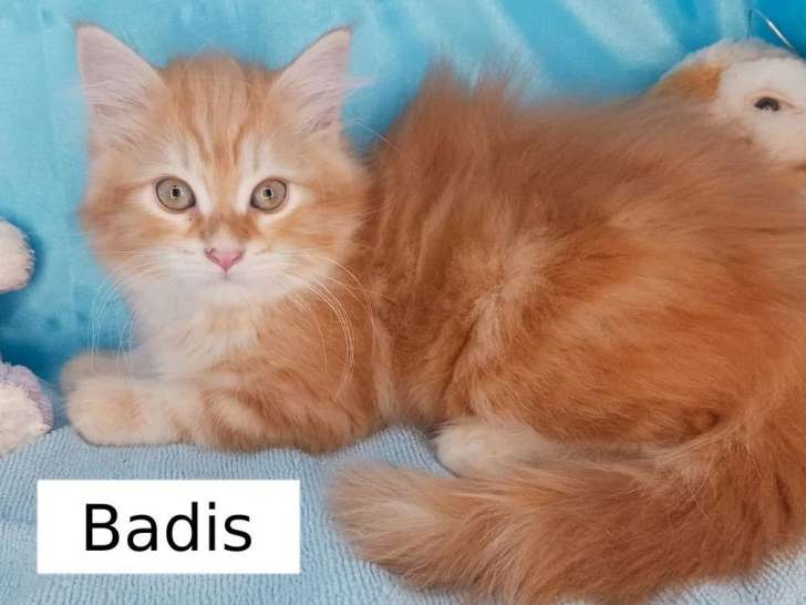 Chaton mâle Sibérien red mackerel tabby de mars 2026 LOOF en vente