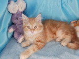 Chaton mâle Sibérien red mackerel tabby de mars 2026 LOOF en vente