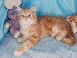 Chaton mâle Sibérien red mackerel tabby de mars 2026 LOOF en vente