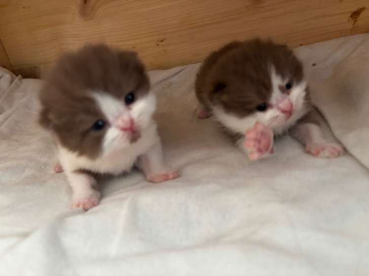 Chatons mâles British Shorthair à vendre