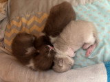 Chatons mâles British Shorthair à vendre