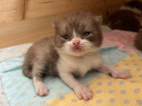 Chatons mâles British Shorthair à vendre