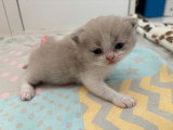 Chatons mâles British Shorthair à vendre