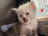 3 chatons Maine Coon LOOF nés en mai 2026 à réserver