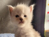 3 chatons Maine Coon LOOF nés en mai 2026 à réserver