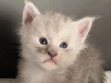 3 chatons Maine Coon LOOF nés en mai 2026 à réserver