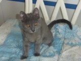 Chaton femelle Chartreux LOOF à vendre de janvier 2026