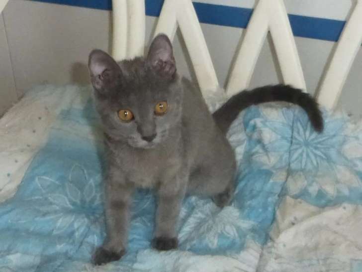 Chaton femelle Chartreux LOOF à vendre de janvier 2026