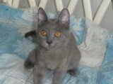 Chaton femelle Chartreux LOOF à vendre de janvier 2026