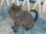 Chaton femelle Chartreux LOOF à vendre de janvier 2026