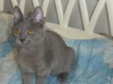 Chaton femelle Chartreux LOOF à vendre de janvier 2026