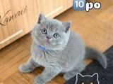 À vendre : 3 chatons British Shorthair inscrits au LOOF d'avril 2026