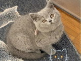 À vendre : 3 chatons British Shorthair inscrits au LOOF d'avril 2026