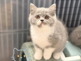 À vendre : 3 chatons British Shorthair inscrits au LOOF d'avril 2026