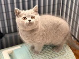 À vendre : 3 chatons British Shorthair inscrits au LOOF d'avril 2026