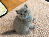 À vendre : 3 chatons British Shorthair inscrits au LOOF d'avril 2026