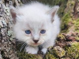 3 chatons Sacré de Birmanie mâles à réserver LOOF de mai 2026