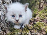 3 chatons Sacré de Birmanie mâles à réserver LOOF de mai 2026