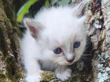 3 chatons Sacré de Birmanie mâles à réserver LOOF de mai 2026