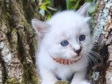 3 chatons Sacré de Birmanie mâles à réserver LOOF de mai 2026