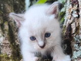 3 chatons Sacré de Birmanie mâles à réserver LOOF de mai 2026