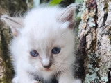 3 chatons Sacré de Birmanie mâles à réserver LOOF de mai 2026