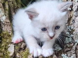 3 chatons Sacré de Birmanie mâles à réserver LOOF de mai 2026