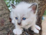 3 chatons Sacré de Birmanie mâles à réserver LOOF de mai 2026