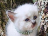 3 chatons Sacré de Birmanie mâles à réserver LOOF de mai 2026