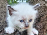 3 chatons Sacré de Birmanie mâles à réserver LOOF de mai 2026