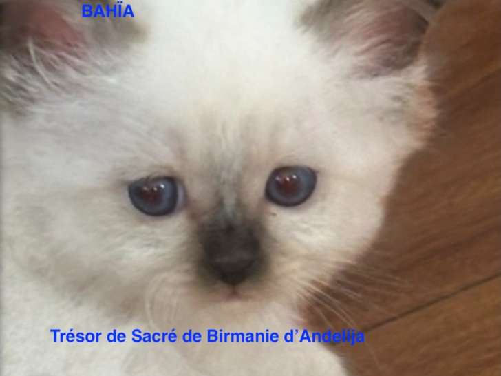 4 chatonnes Sacré de Birmanie à vendre
